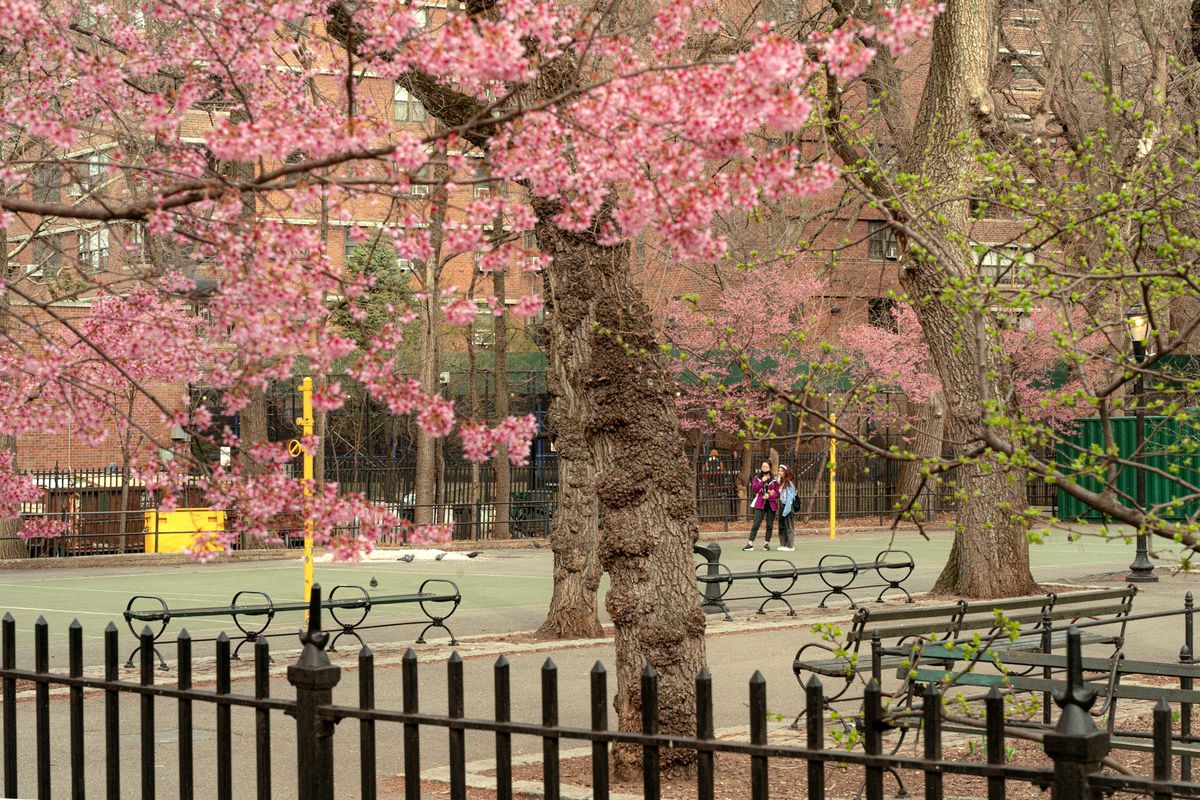 A park view with cherry blossoms and benches.
