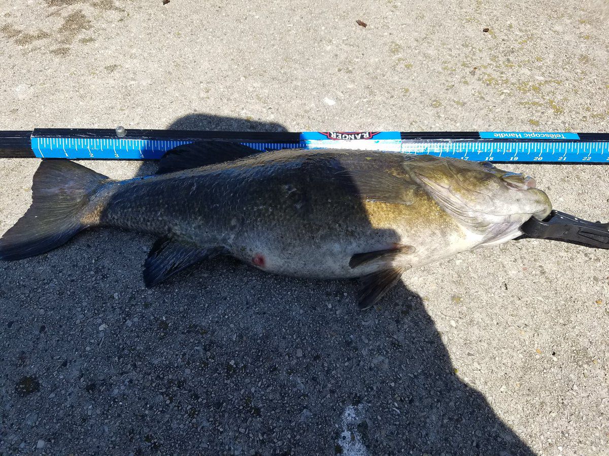 Really nice smallmouth bass caught on the lakefront April 12, 2019.<br>Provided