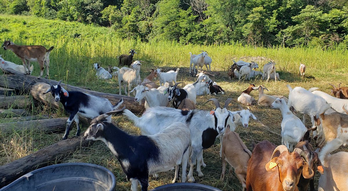 A herd of white, black, and brown goats feeding, walking, sitting down, and resting. They are in a sloped area with tall grasses, bushes, and trees.