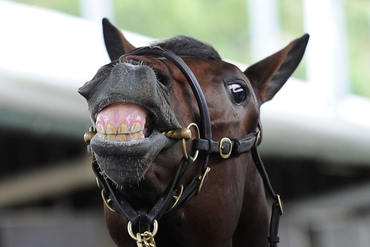 This horse is totally freaking jazzed for draft week!