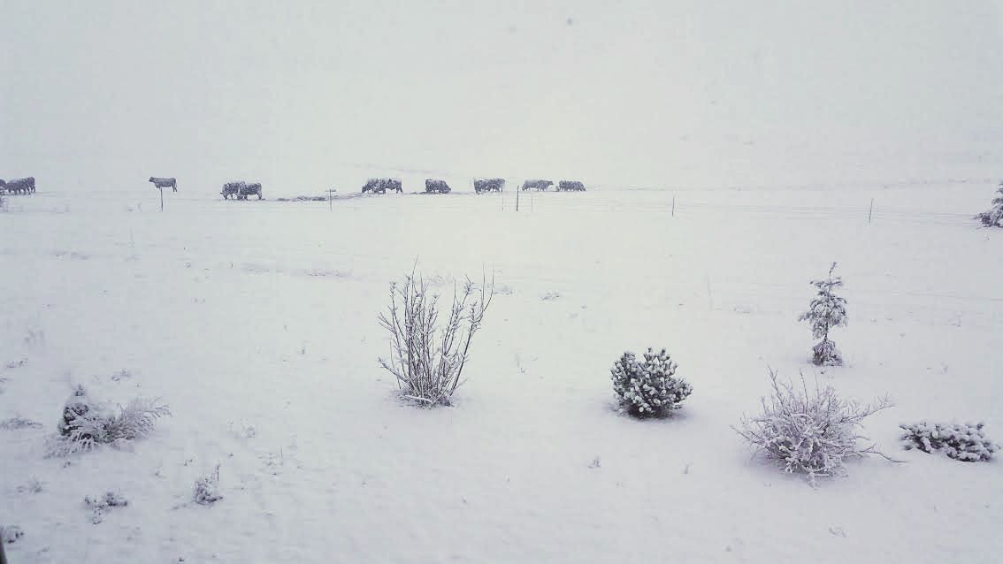 march 21 snowfall with cattle in the background