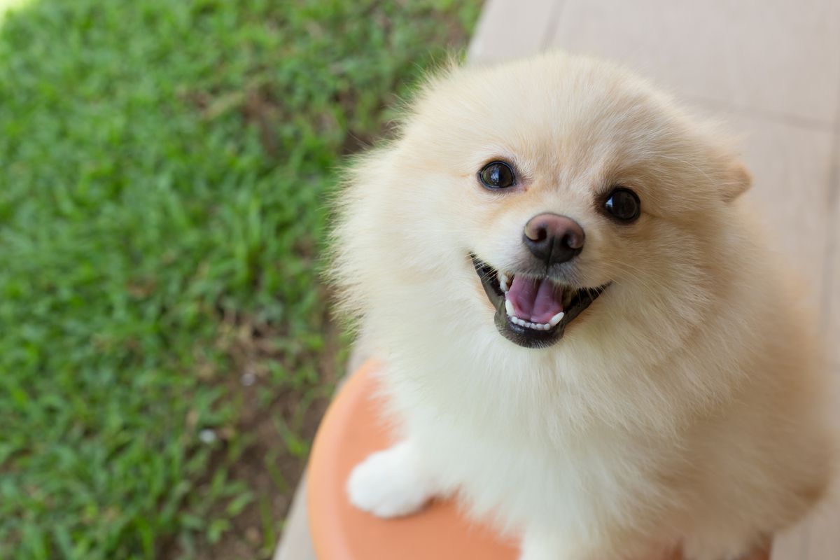 A tan Pomeranian with a brown nose and pink tongue looks upward while sitting on green grass.