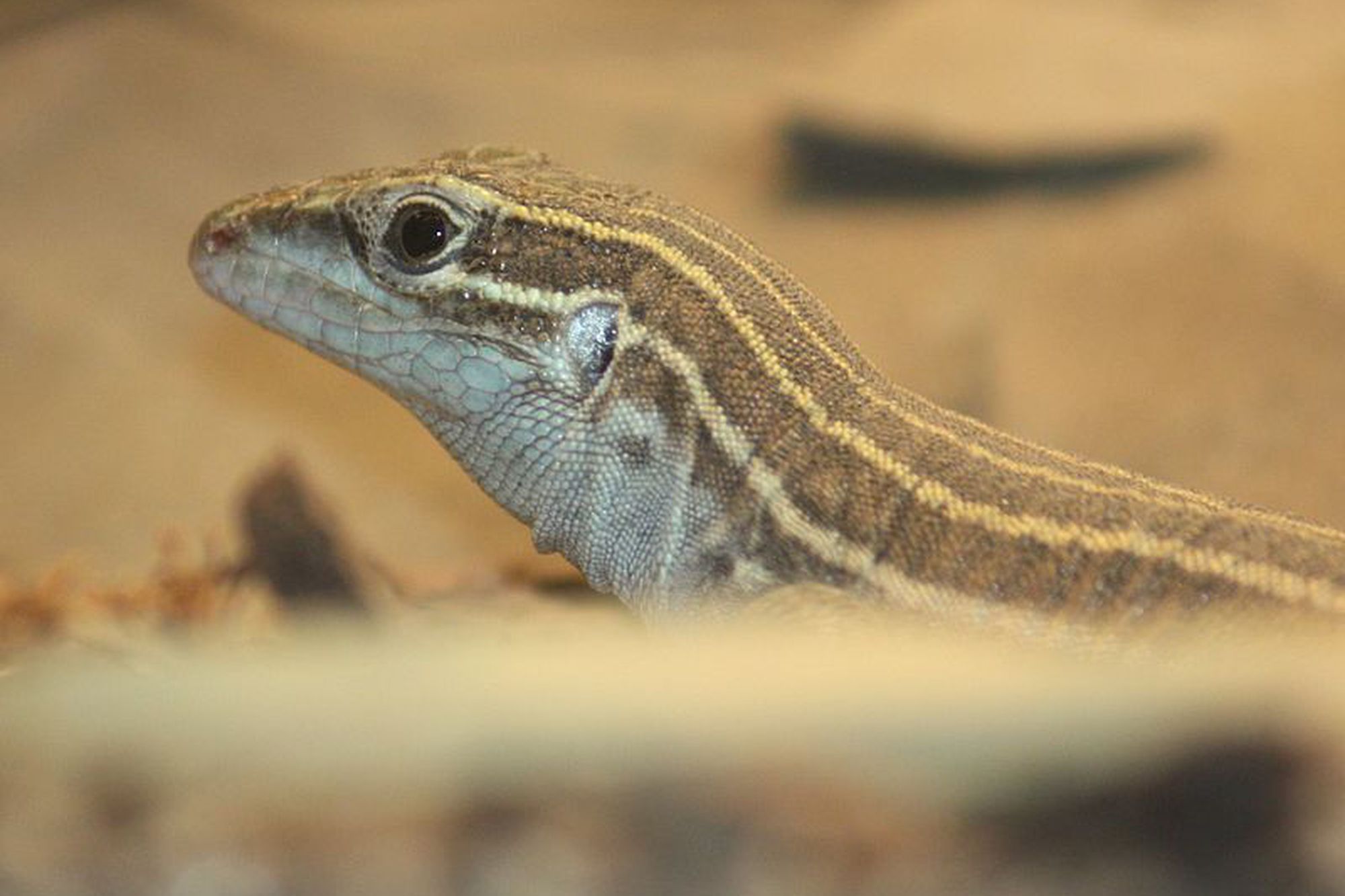 The Verge Review of Animals: the all-female whiptail lizard - The Verge