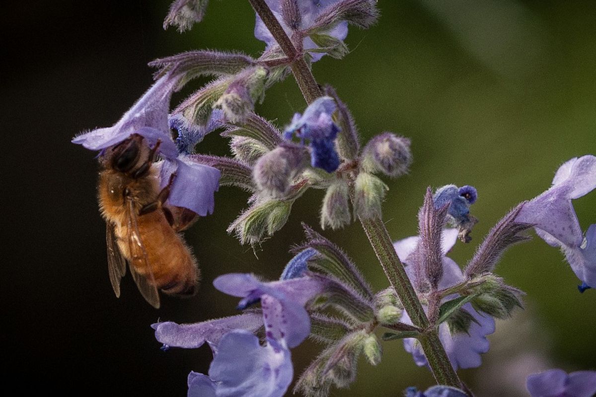 Bee on flower (Credit: US Dept. of Agriculture/Flickr)