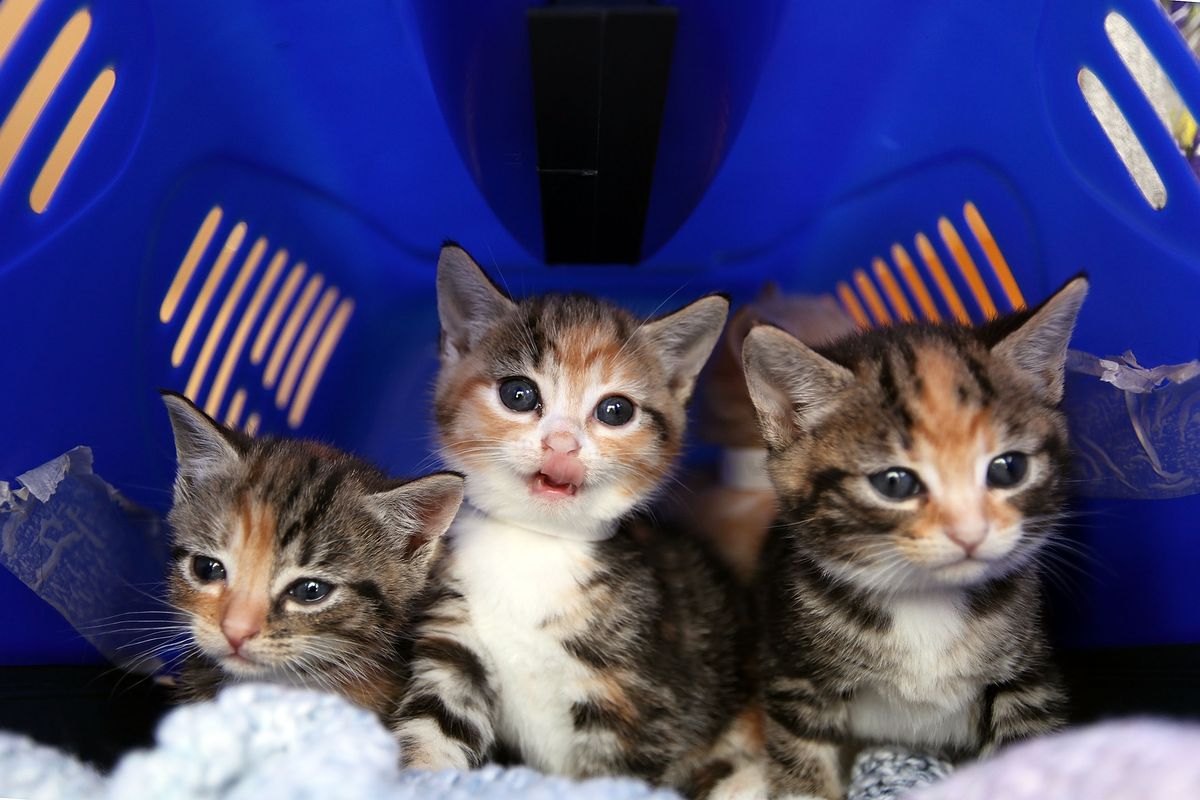 Cat Emergency At Battersea As Fewer Prospective Owners Come Forward