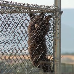 After being picked up in the Wellington area early Monday, Aug. 28, 2017, a male bear cub is now at a temporary home at the Utah State University's Predator Research Facility in Millville, Cache County. He will be under the care of the Utah Division of Wildlife Resources until he can be released back into the wild sometime in October or November.