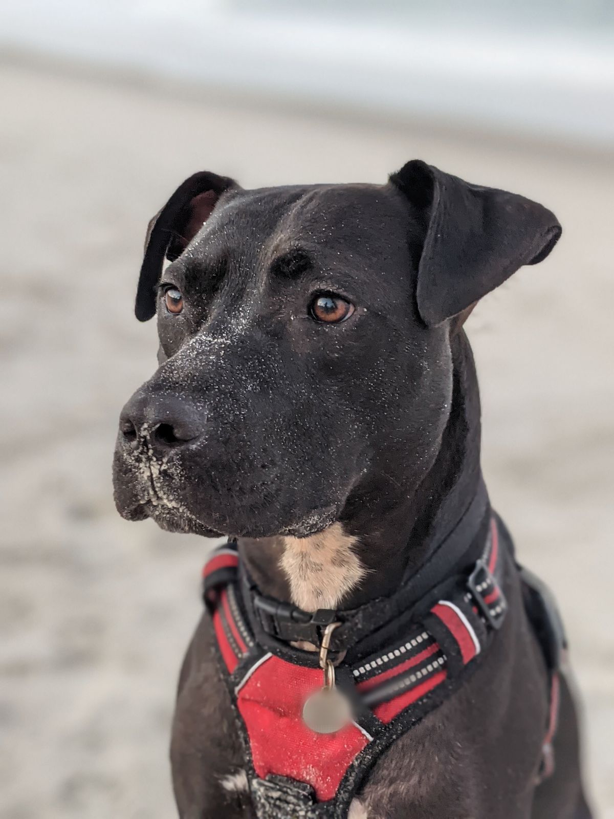 A black dog wearing a red harness, on the beach looking into the distance.