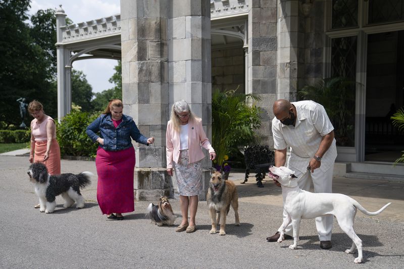 A barbet, biewer Terrier (from left), Belgian laekenois and dogo Argentino are presented for journalists during a news conference, Tuesday, June 8, 2021, in Tarrytown, New York., at the Lyndhurst Estate where the 145th Annual Westminster Kennel Club Dog Show will be held outdoors.