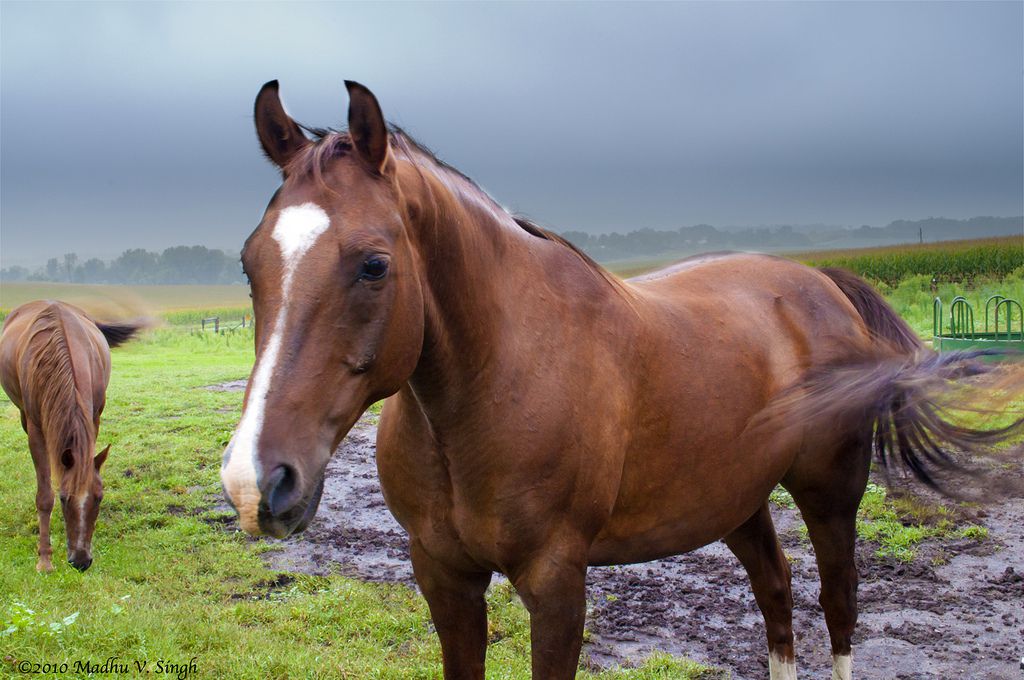 Horse Flickr