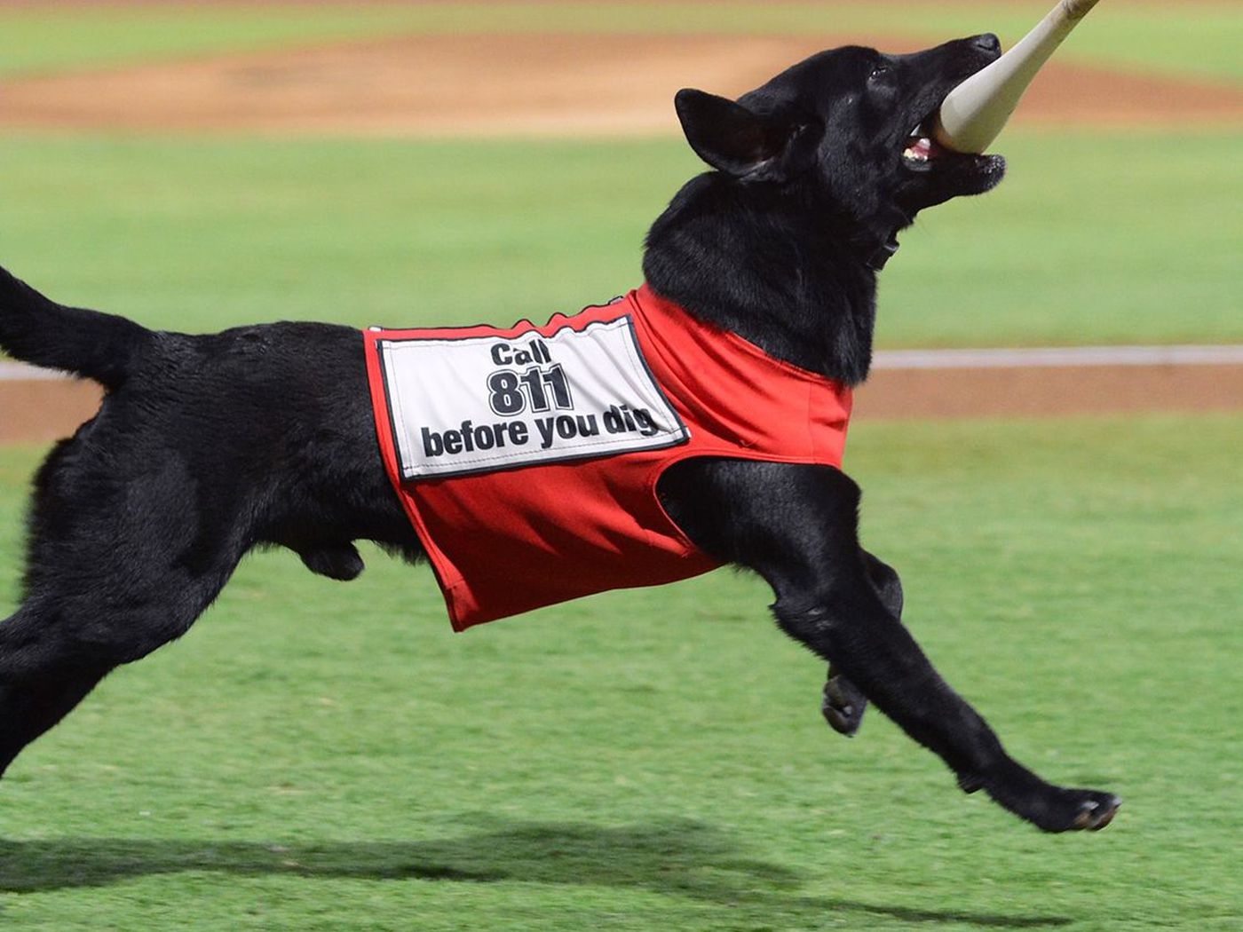 Finn The Bat Dog Is The Most Valuable Pup Of The Triple A Las