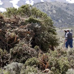 Utah Department of Natural Resources and its federal partners walk past a pile of downed pinion juniper trees during a tour of a wildlands restoration project at the Sheeprocks Sage-grouse Management Area in Tooele County on the Uinta-Wasatch-Cache National Forest on Thursday, April 21, 2016.