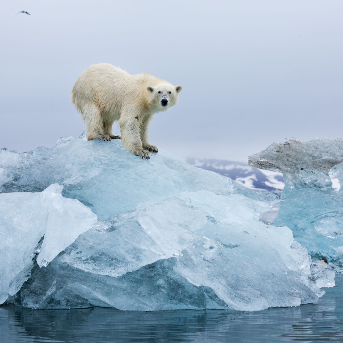 Study finds some hope for polar bears in an Arctic with less sea ice - Vox