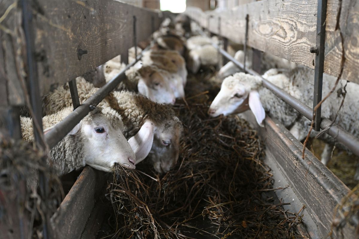 Lambs in barn