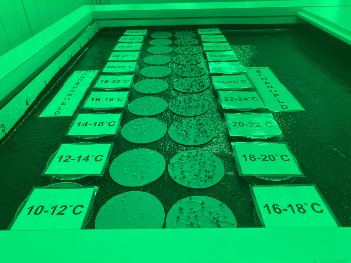 Two rows of small circular trays with lettuce seeds and placards that denote the temperature at which the seed was grown. On the left side are unprimed and non-pelleted seeds, all of which are smaller and haven’t grown nearly as fast as the seeds on the right, which have been primed and pelleted.