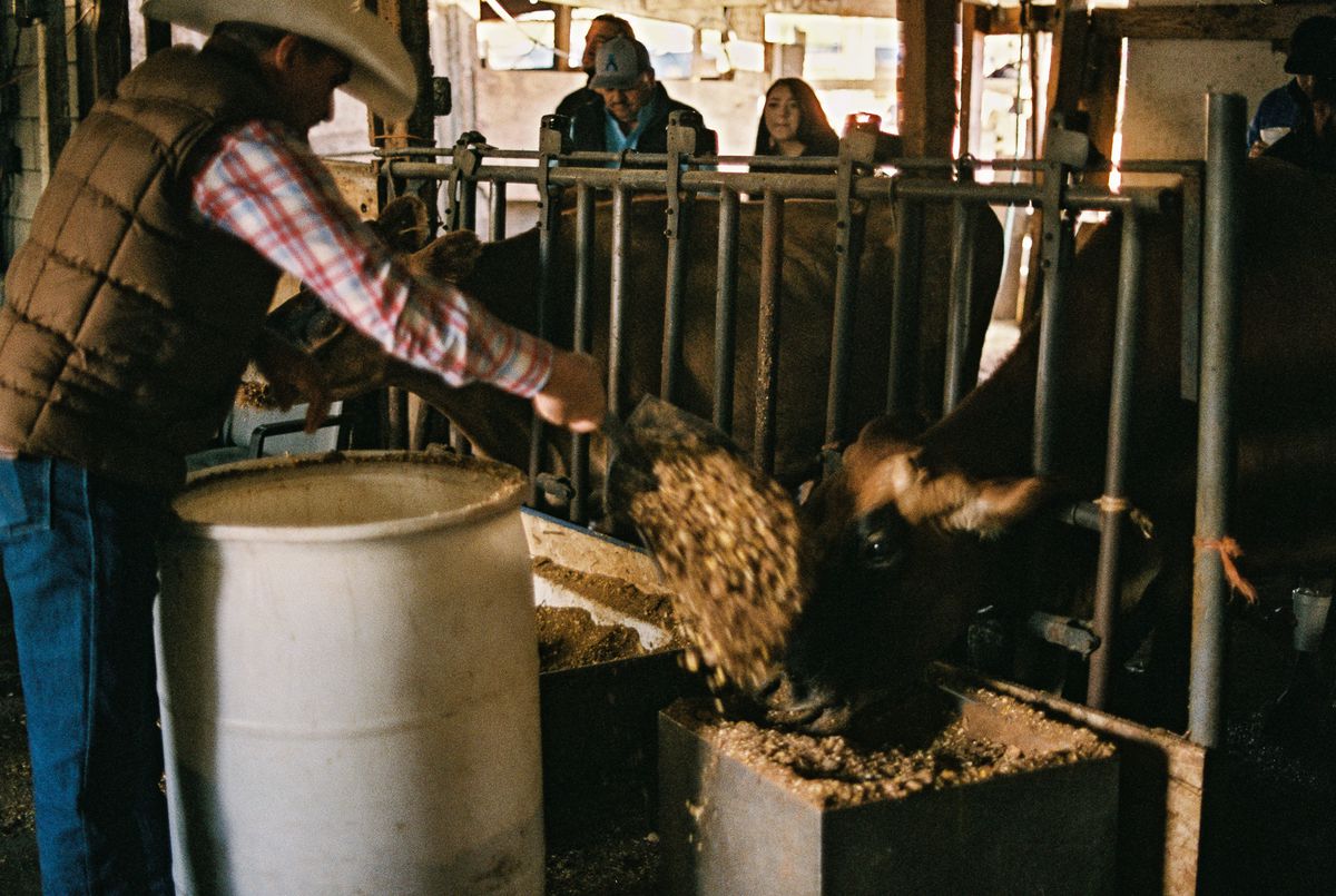 A rancher adds feed for cows