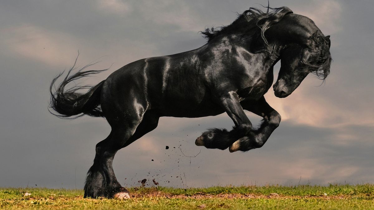 Black Beauty lifts its hooves into the air