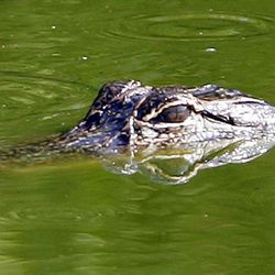 Alligator at Deseret Ranches of Florida, Tuesday, May 10, 2011.