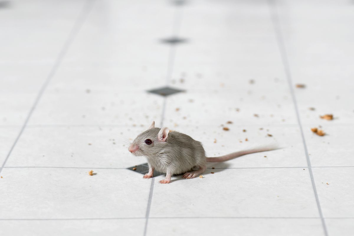 Mouse on kitchen floor.