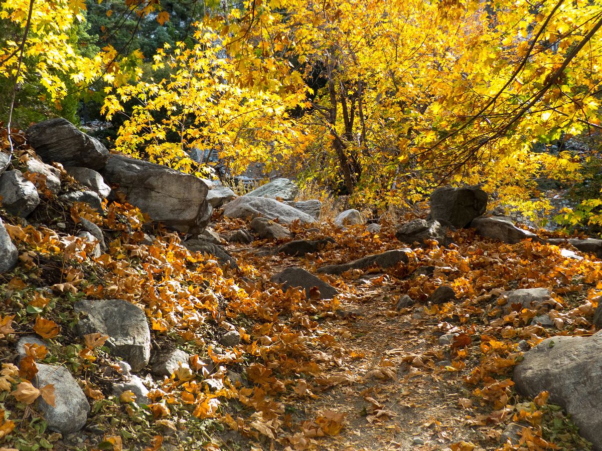 Colorful autumn leaves on the ground and on trees at Ice House Canyon in California.