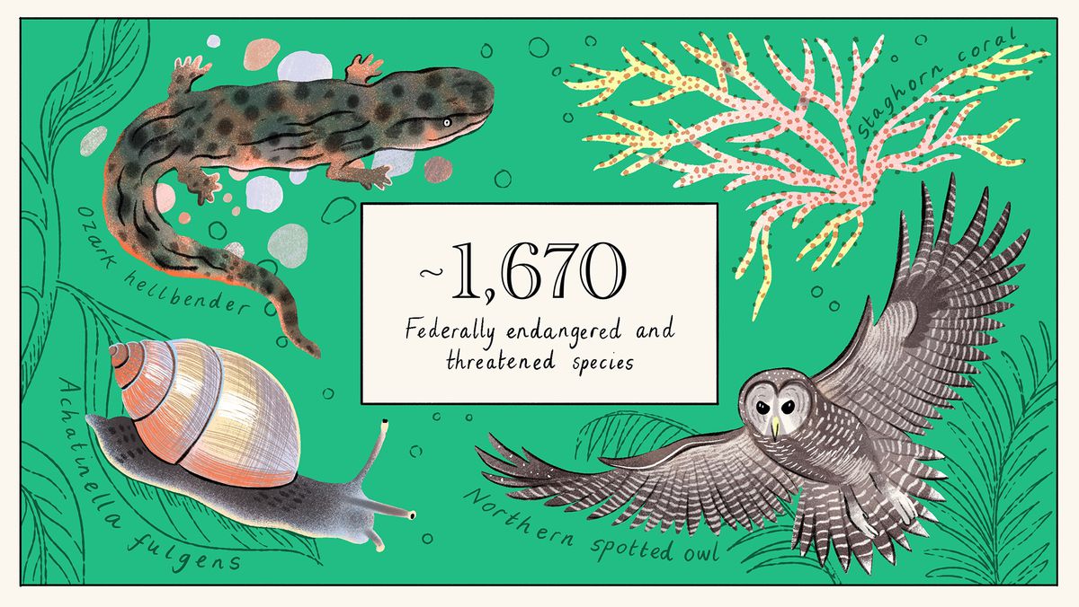 An Ozark hellbender salamander, Achitanella fulgens snail, and northern spotted owl with the text “~1,670 federally endangered and threatened species.”