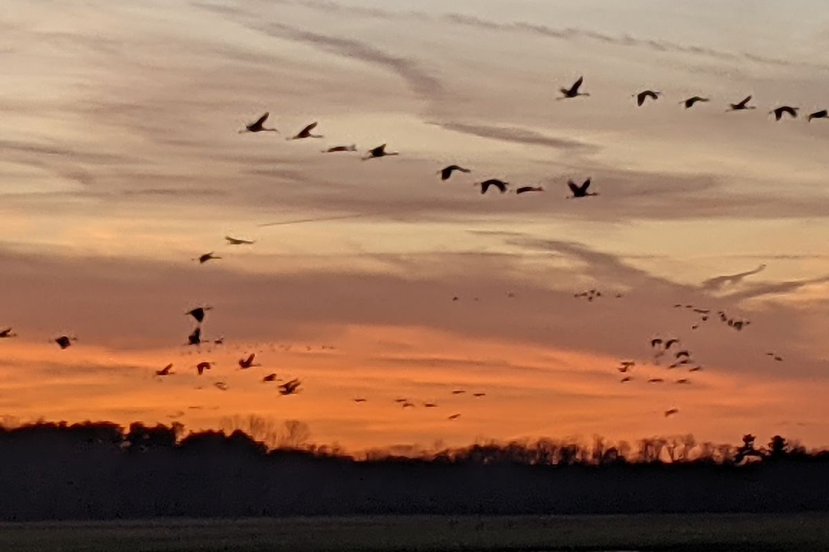 Lines of sandhill cranes flying into Jasper-Pulaski Fish and Wildlife Area Thursday at sunset. Credit: Dale Bowman
