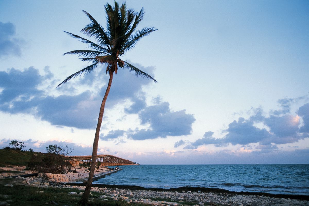 Palm tree on a beach, Keys, Florida