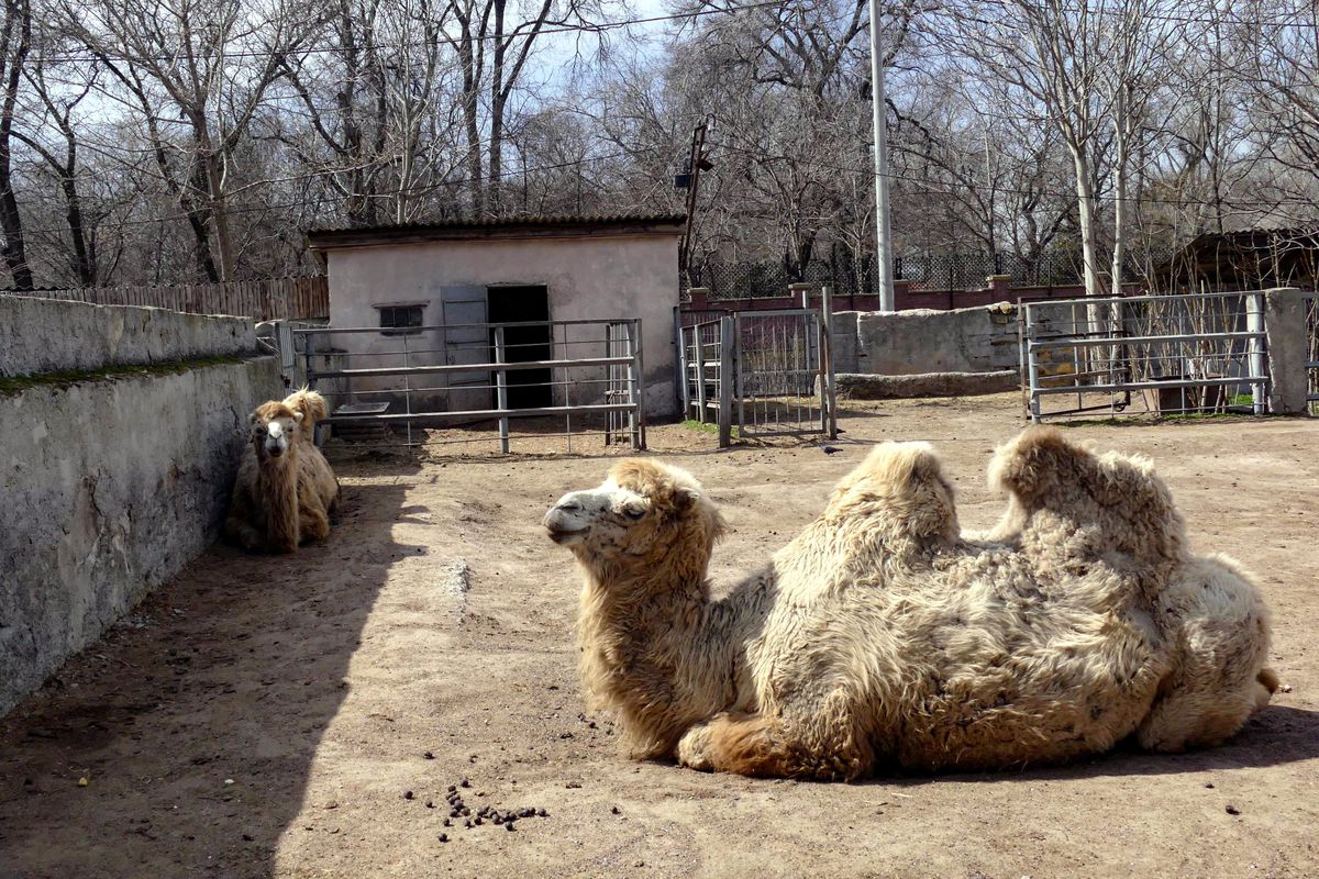 Odesa Zoo resumes work