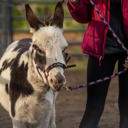 Spotted miniature donkey Carma at SOUL Harbour Ranch, Oct. 24, 2019.
