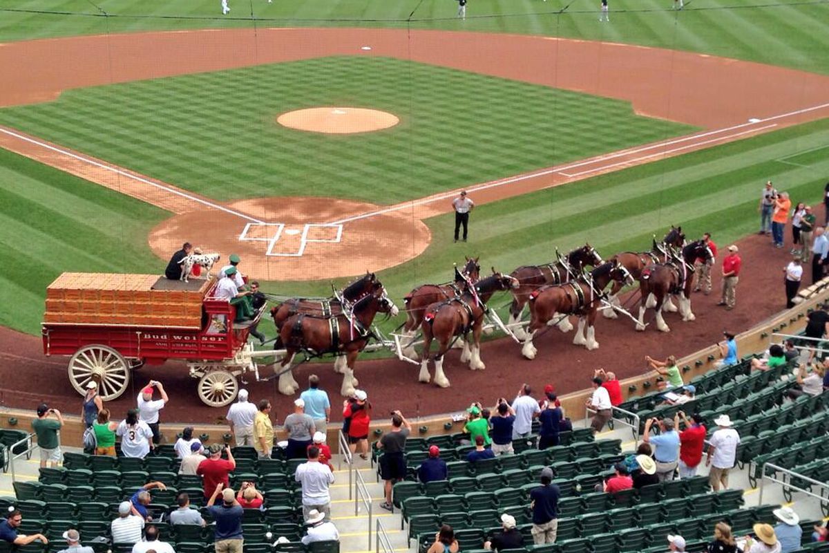 World famous Budweiser Clydesdales here at SRF.