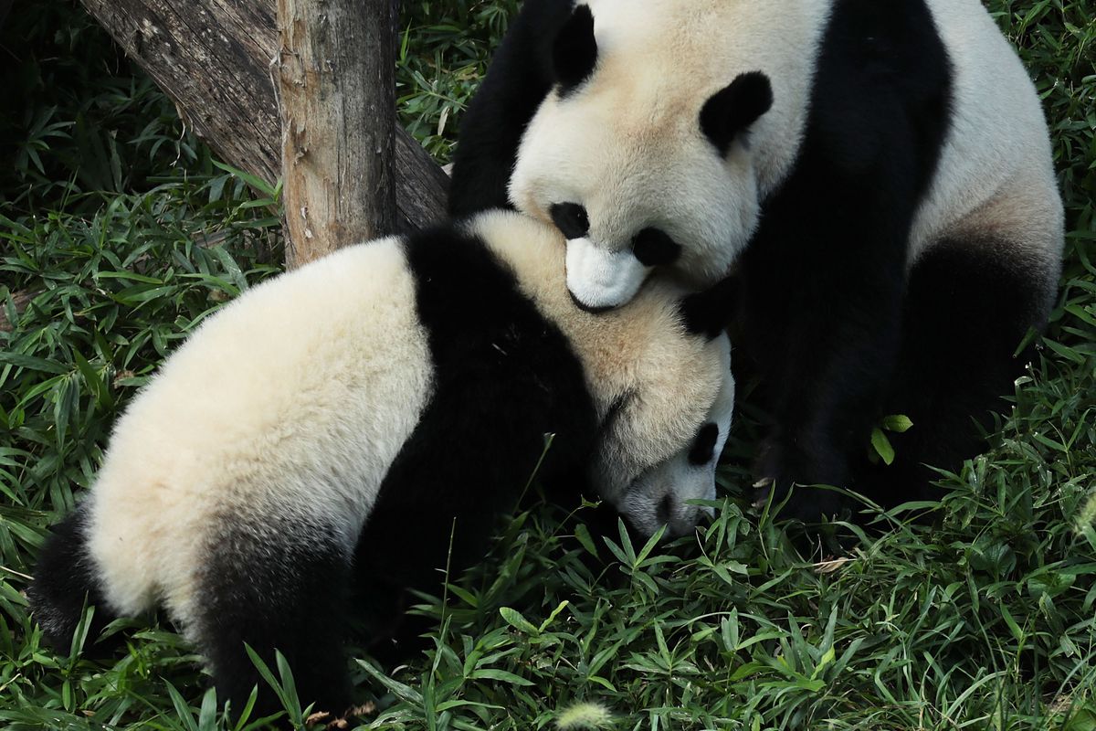 Smithsonian Zoo's Baby Panda Bei Bei Turns One