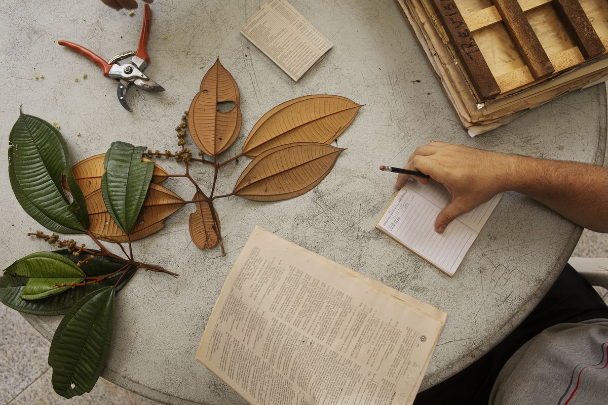 Scientists examine leaves collected from trees in the Amazon rainforest.