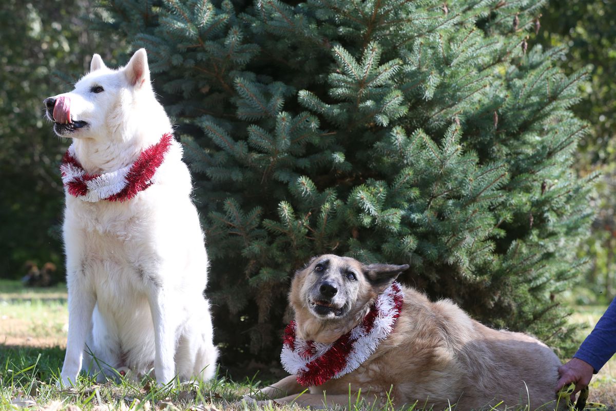 A fluffy white dog sits upright licking its chops, while a tan dog lies next to it making a silly face. Both are wearing red-and-white garland around their necks and are in front of an evergreen tree.
