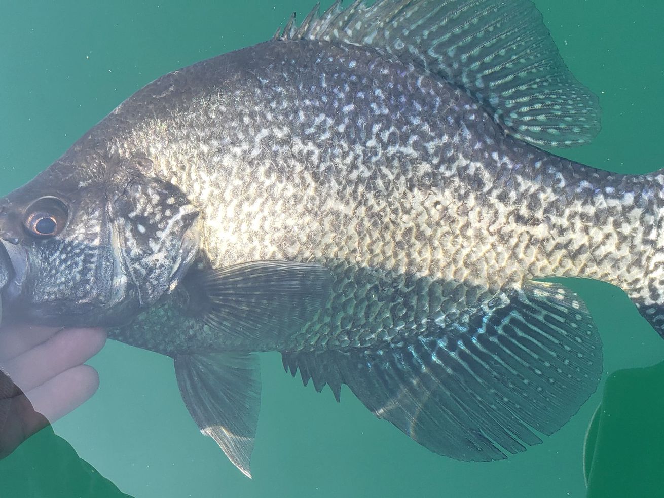 Joseph Christopher Alfe with a big crappie, caught and released at Three Oaks. Provided by Joseph Christopher Alfe