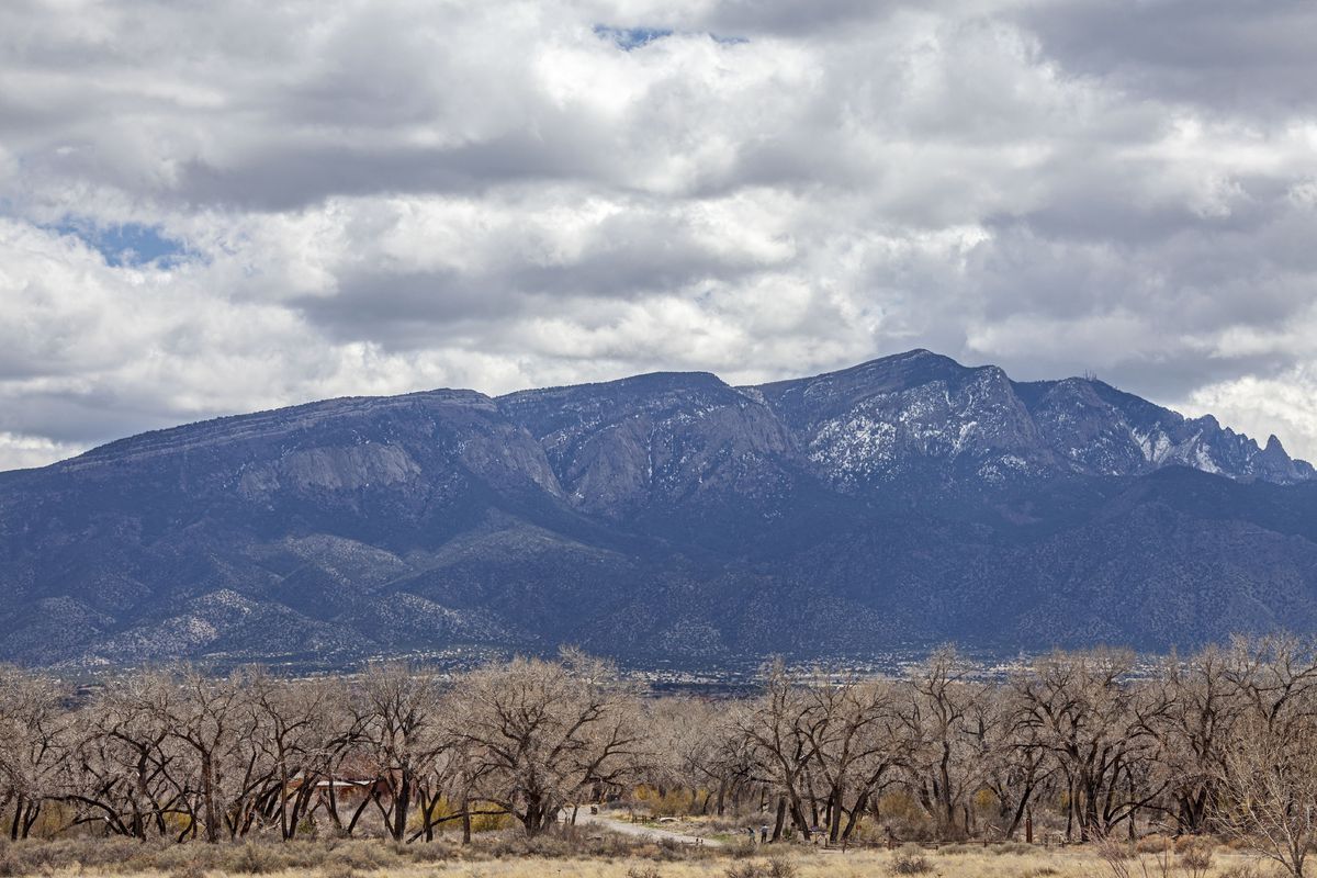 Poplar trees flanking the Rio Grande with the Sandia Mountains in the background