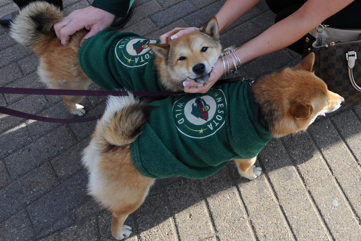 These two dogs scored as many goals last night as the team they were cheering for.