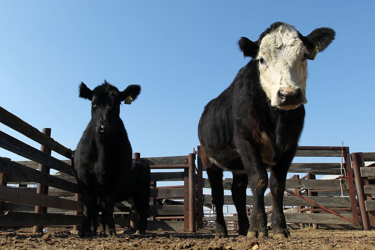 Cattle at Visalia Livestock Market are being auctioned off at four- to five-times the usual rate on February 5, 2014 in Visalia, California.