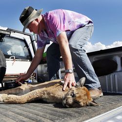 Veterinarian Jon McCormick tends to a mountain lion after the animal was tranquilized and removed from the back yard of a home in Tooele on Thursday, Aug. 10, 2017.