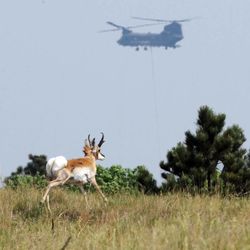 A pronghorn runs across a field while a helicopter from Fort Carson helps fight the Black Forest Fire Wednesday, June 12, 2013, in Colorado Springs, Colo. Near Colorado Springs, authorities fear that a 12-square-mile wildfire in a heavily-wooded residential area might have already destroyed around 100 homes _ even as it continued to send up puffs of black smoke and likely consumed more buildings.  (AP Photo/The Gazette, Christian Murdock) MAGS OUT