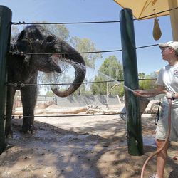 Handler Cheryl Becker cools off an Indian Elephant, at the Phoenix Zoo, Friday, June 28, 2013 in Phoenix. Excessive heat warnings will continue for much of the Desert Southwest as building high pressure triggers major warming in eastern California, Nevada, and Arizona. Dangerously hot temperatures are expected across the Arizona deserts throughout the week with a high of 118 Friday. (AP Photo/Matt York)