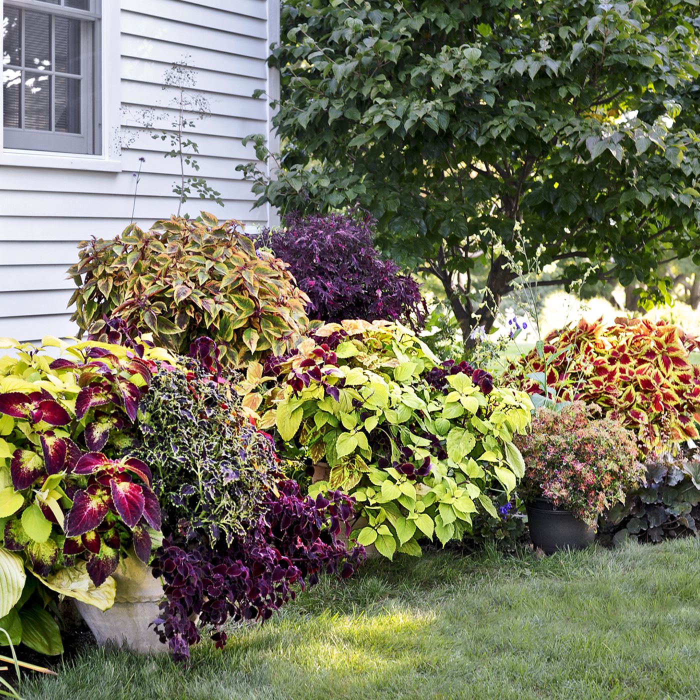 coleus plants: varieties, care & growing them - this old house