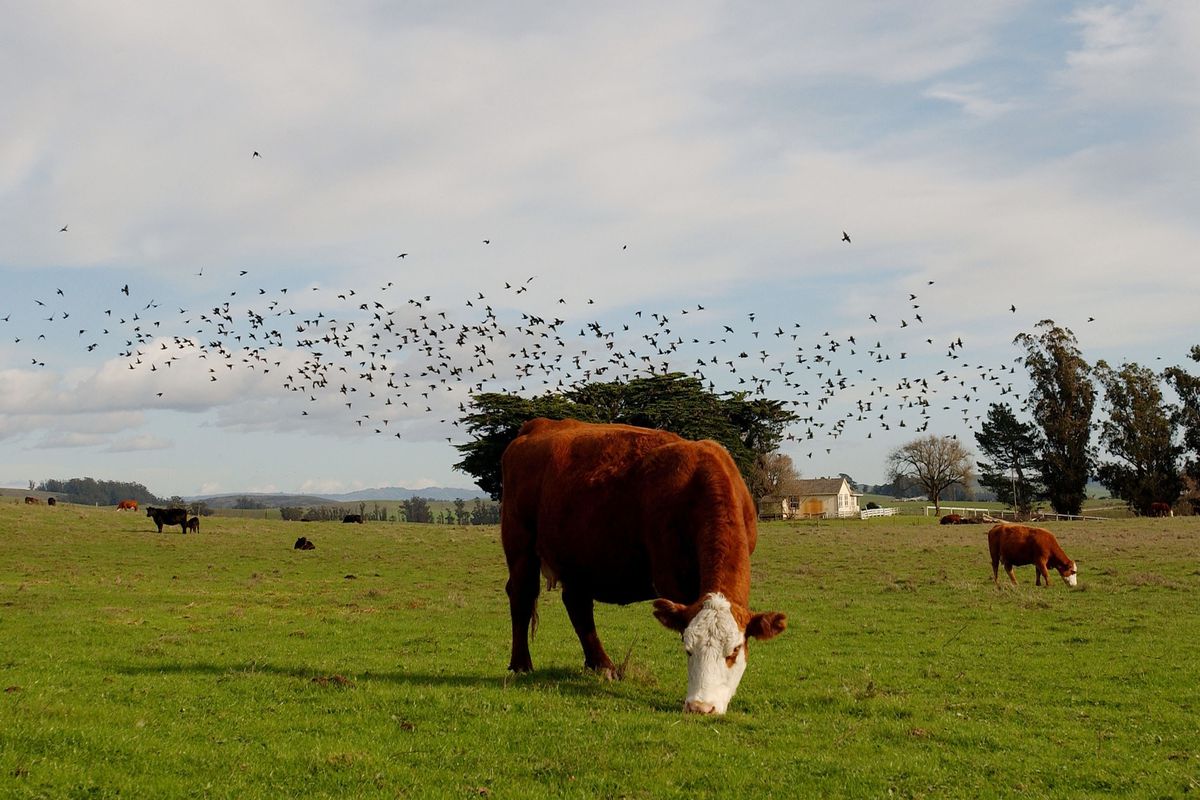 Cows Graze In California Fields