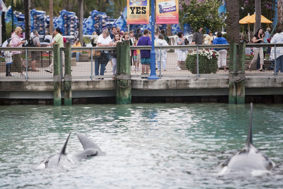 Guests watch an orca display near the exit of SeaWorld February 24, 2010, in Orlando, Florida.