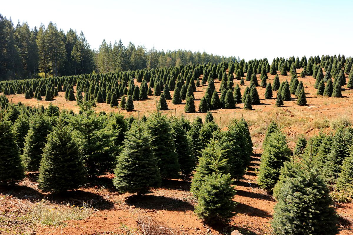 A Christmas tree farm in Oregon.