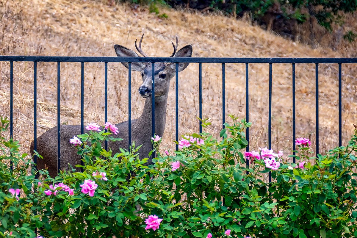 A deer stuck behind a fence in southern California 