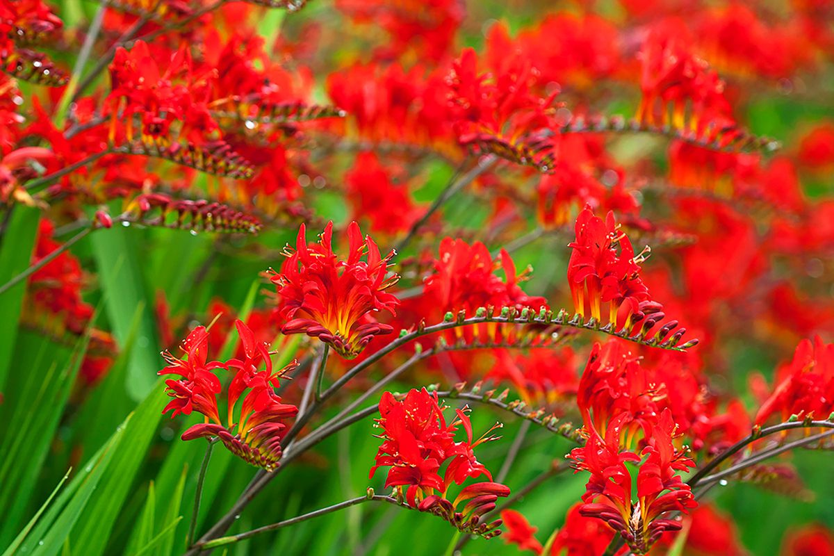 Red Flowers: Montbretia (Crocosmia masoniorum) 