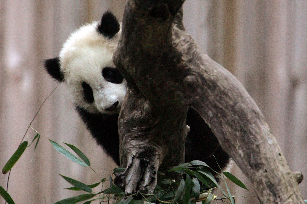 Baby Panda Tai Shan Charms Visitors At National Zoo