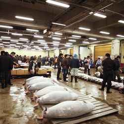Tsukiji Fish Market Photos