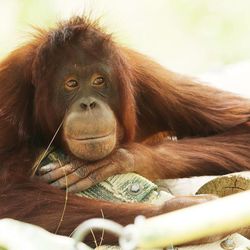 An orangutan rests at Hogle Zoo in Salt Lake City Wednesday, June 12, 2013.