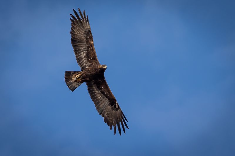 An adult golden eagle circles overhead as Hawkwatch International researchers prepare to enter its nest to collect data and samples from a nestling in a remote area of Box Elder County on Thursday, May 20, 2021.