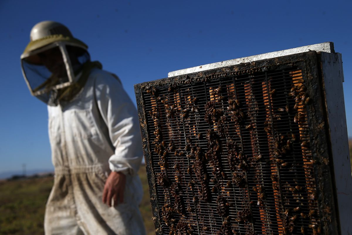 Statewide Drought Takes Toll On California's Honey-Producing Bee Population